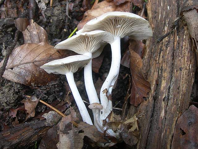 Clitocybe sp.